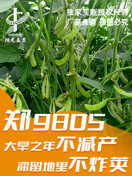鄭9805